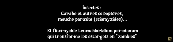 Liste d’insectes prédateurs des limaces.