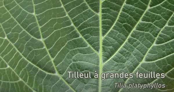 Le limbe d’une feuille de tilleul à grandes feuilles