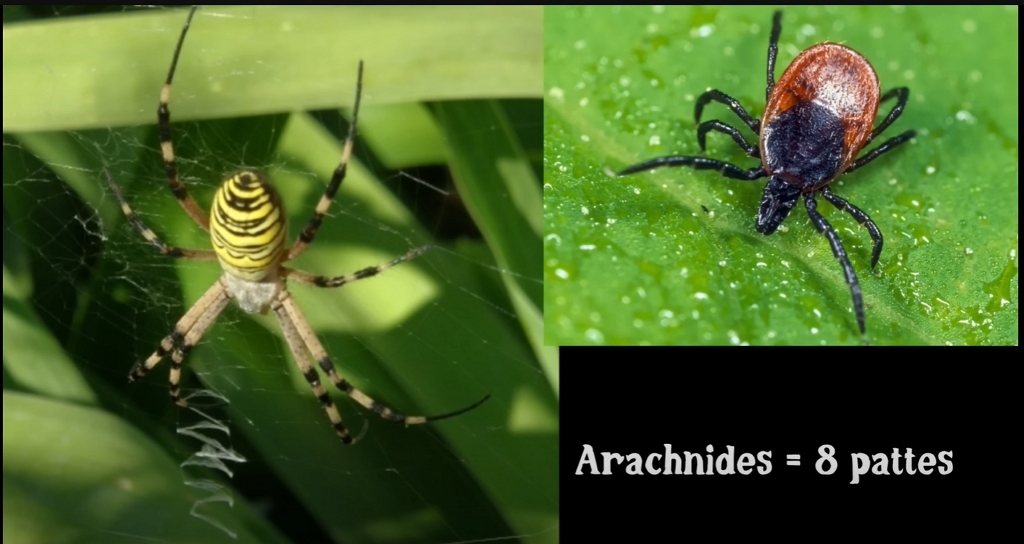 Exemples d’arachnides