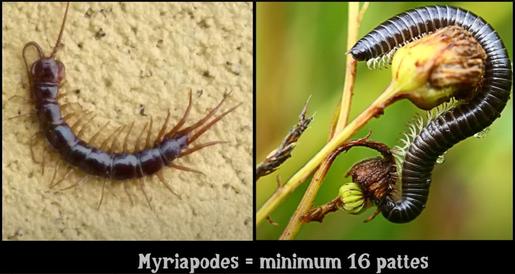 Exemples de myriapodes