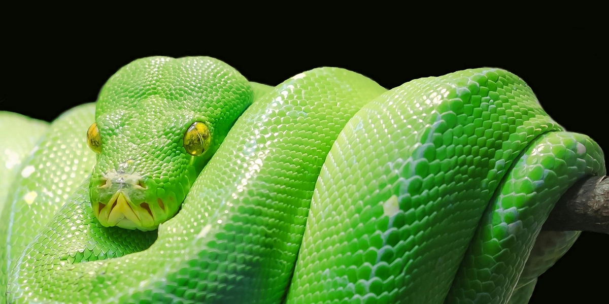 Un python vert