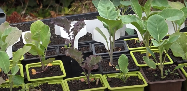 10 légumes à planter en octobre au potager