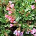Pulmonaria officinalis