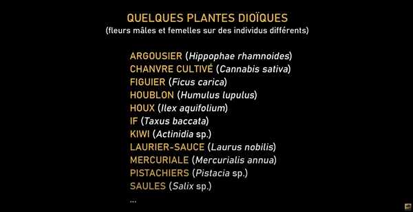 Liste des plantes dioïques