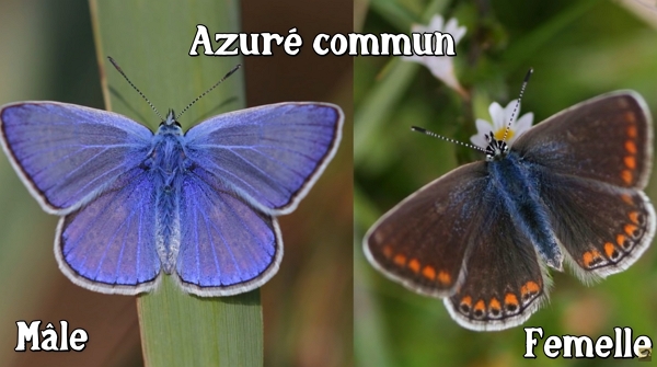 2 papillons Azuré commun, un mâle et une femelle