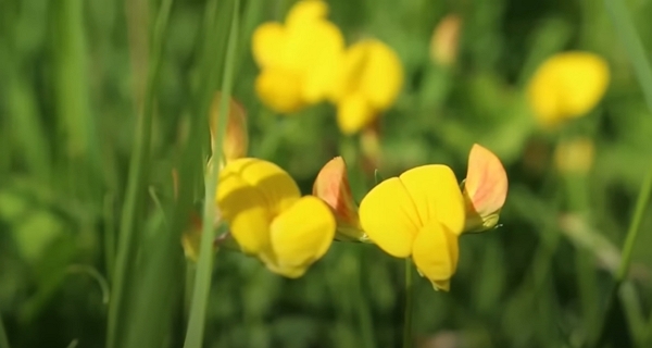 Le lotier corniculé en jaune dans une prairie