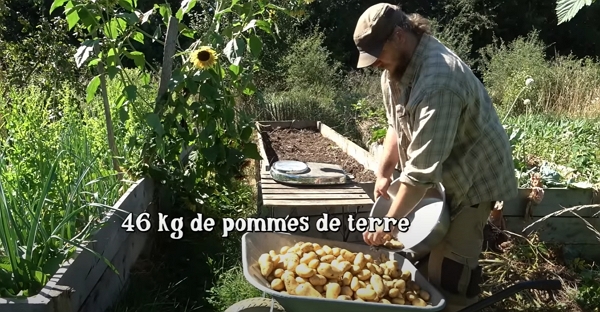 Récolte de 46 kg de pommes de terre
