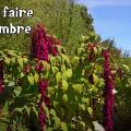 Titre de la vidéo sur fond de jardin avec de l'amaranthe.