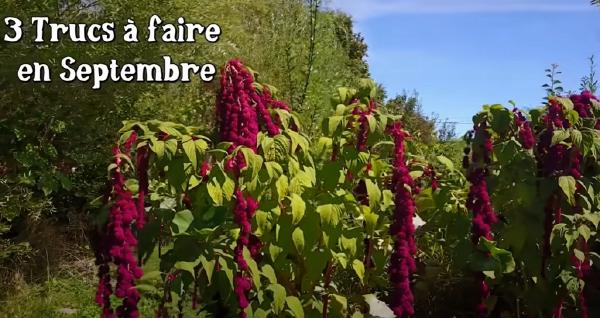 Titre de la vidéo sur fond de jardin avec de l'amaranthe.