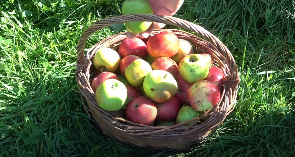 Le panier de pommes récoltées sur l’arbre