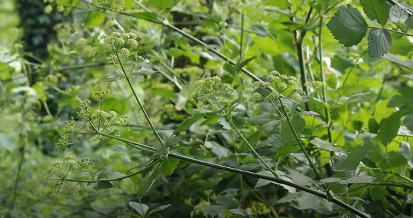 Fleurs de maceron