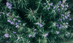 Romarin en fleurs