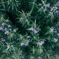Romarin en fleurs
