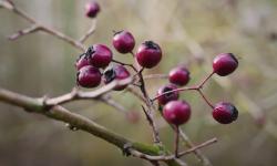 Des faux fruits d'aubépine