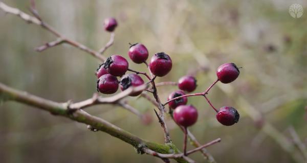 Des faux fruits d'aubépine