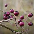 Des faux fruits d'aubépine