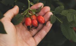 4 faux fruits de cynorrhodon