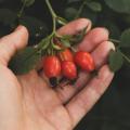 4 faux fruits de cynorrhodon