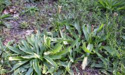 Du plantain lancéolé