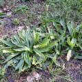 Du plantain lancéolé