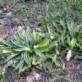 Du plantain lancéolé