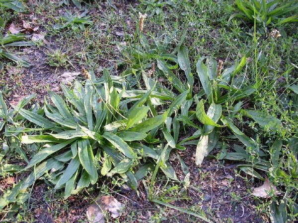 Du plantain lancéolé