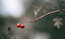 Deux baies d'aubépine mûres