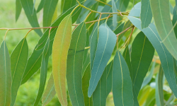 Feuilles d'eucalyptus