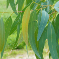 Feuilles d'eucalyptus