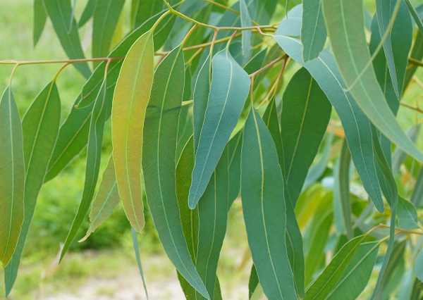 Feuilles d'eucalyptus