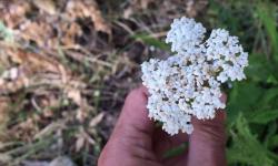 Fleurs d’achillée mille-feuille