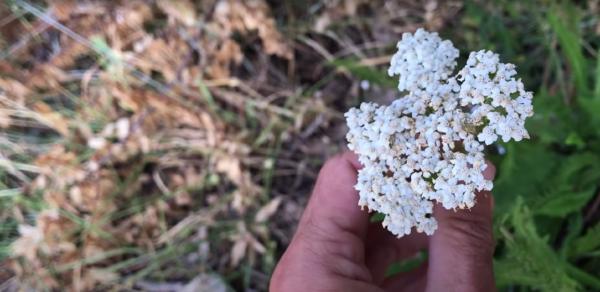 Fleurs d’achillée mille-feuille