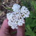 Fleurs d’achillée mille-feuille