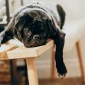 Un chien noir se reposant sur un banc.