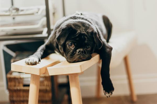 Un chien noir se reposant sur un banc.
