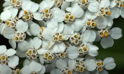 Macro de fleurs d'achillée millefeuille