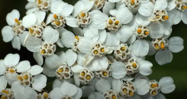 Macro de fleurs d'achillée millefeuille