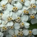 Macro de fleurs d'achillée millefeuille