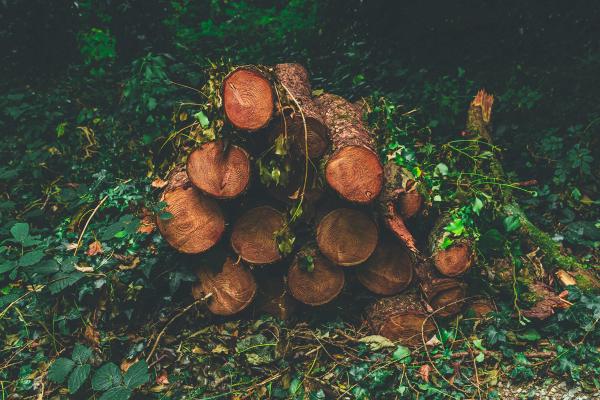 Une pile de rondins