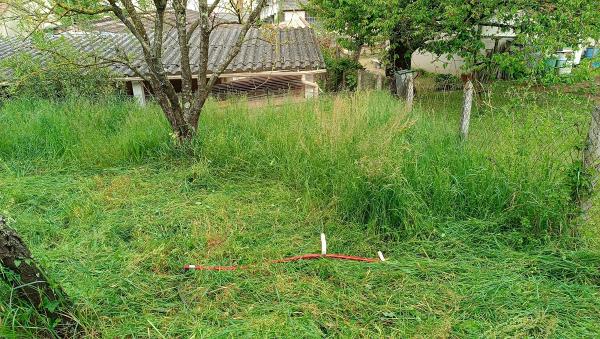 Tonte en cours chez moi, le 27 avril  2025