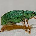 Un charançon vert