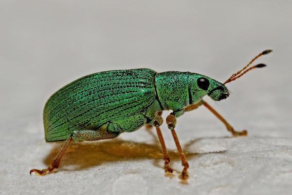 Un charançon vert