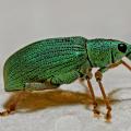 Un charançon vert