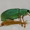 Un charançon vert