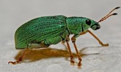 Un charançon vert