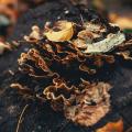 Champignons proliférant sur un arbre mort Champignons proliférant sur un arbre mort
