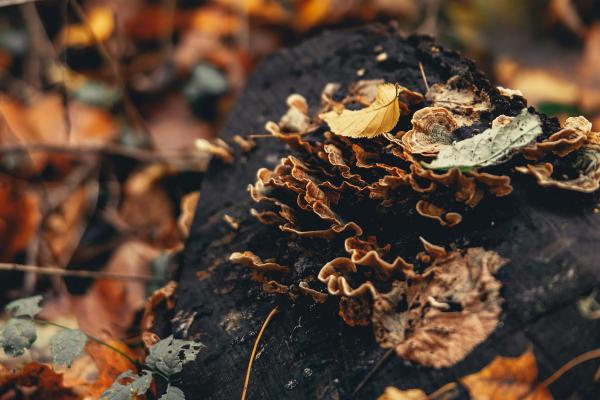 Champignons proliférant sur un arbre mort