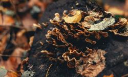 Champignons proliférant sur un arbre mort