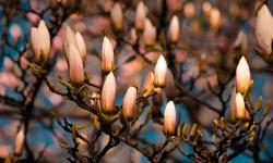 Fleurs d'un magnolia