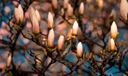 Fleurs d'un magnolia